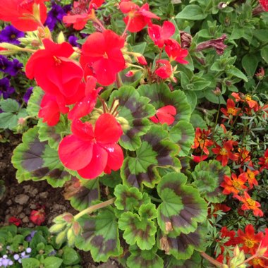 Pelargonium 'Contrast' (Zonal Coloured Variegated)