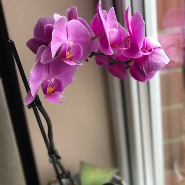 Orchid