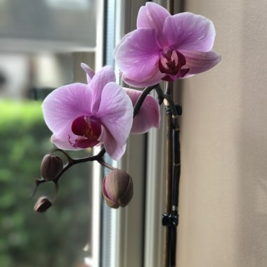 Orchid