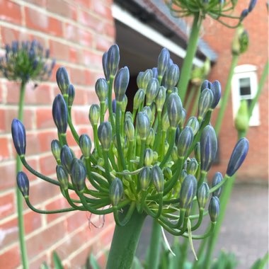 African Lily