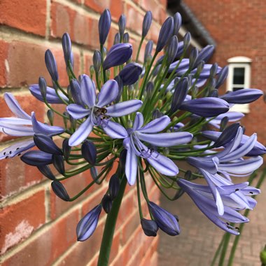 African Lily