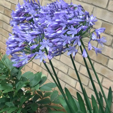 African Lily