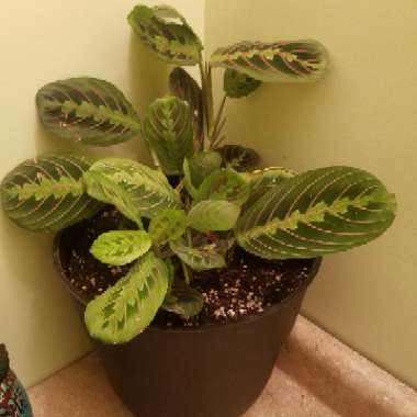 Prayer Plant