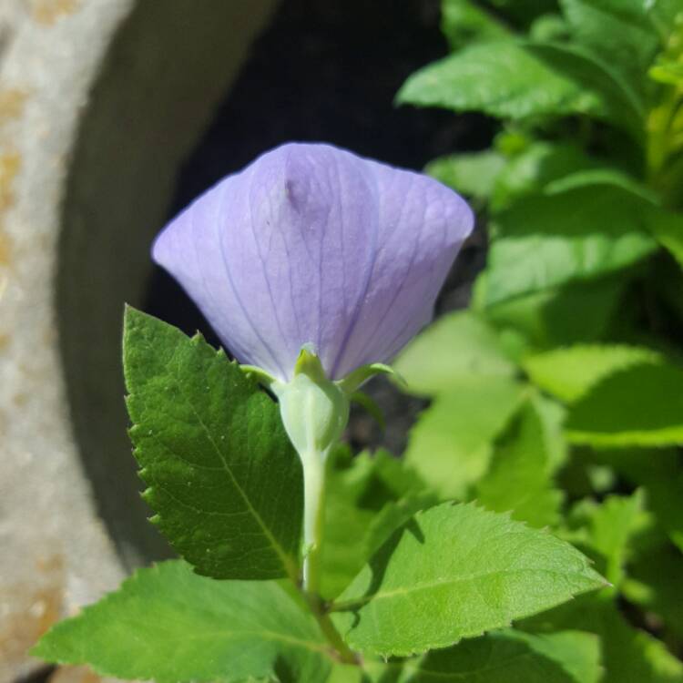 Plant image Platycodon grandiflorus 'Sentimental Blue' syn. Campanula grandiflora 'Sentimental Blue'