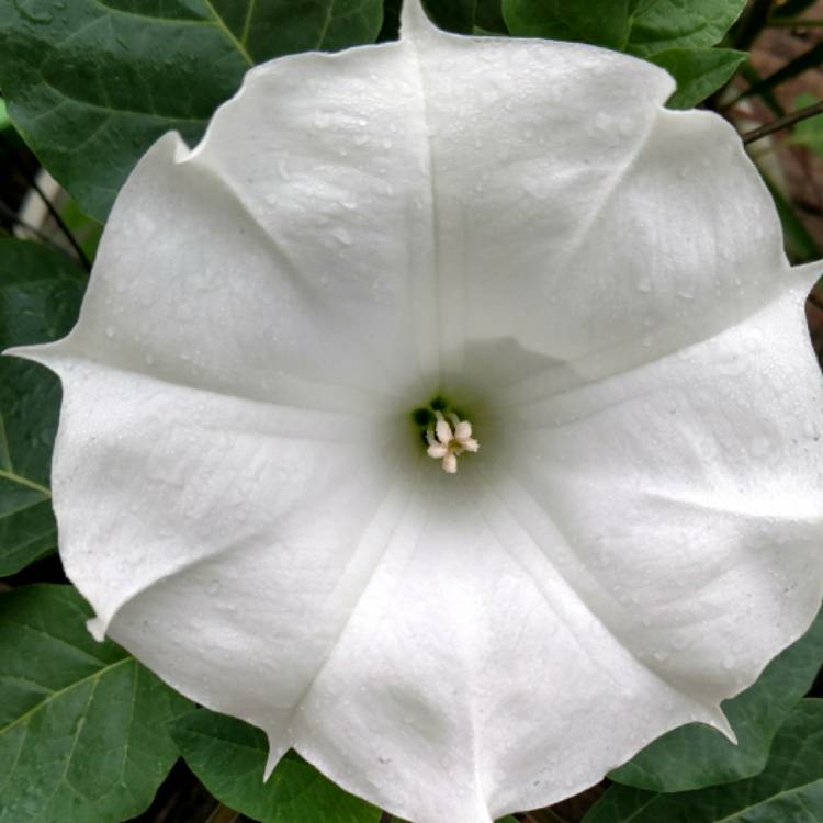 Plant image Datura