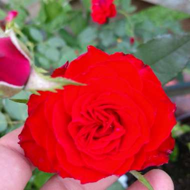 Rose 'Don Juan' (Climbing Hybrid Tea)