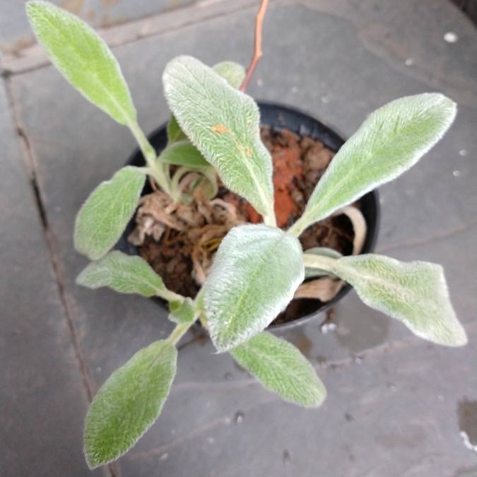 Plant image Stachys byzantina 'Silky Fleece'