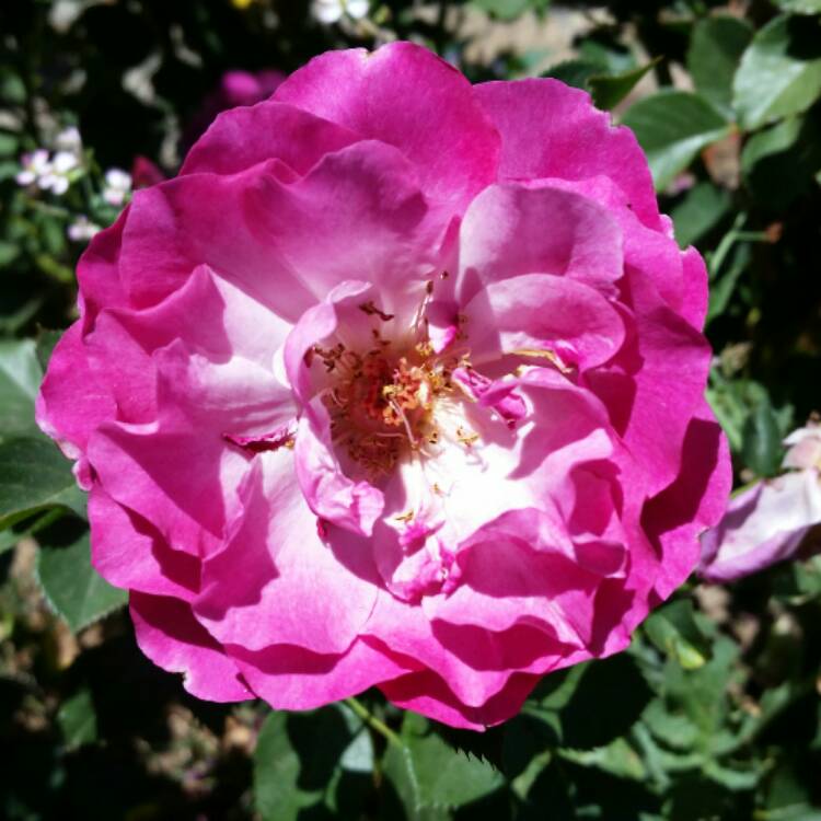 Plant image Rosa 'Wild Blue Yonder'