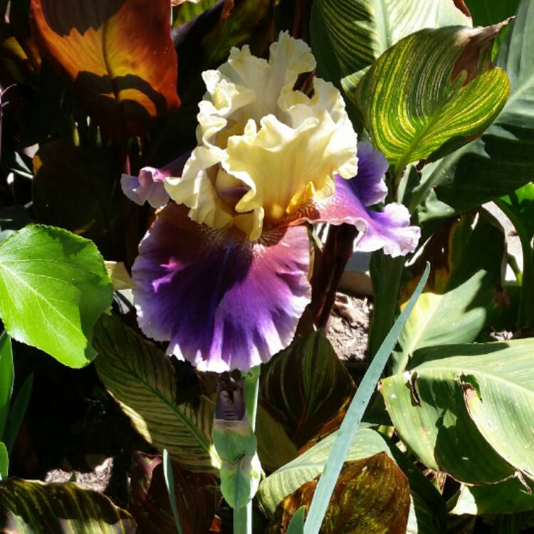 Plant image Iris x germanica 'Edith Wolford'