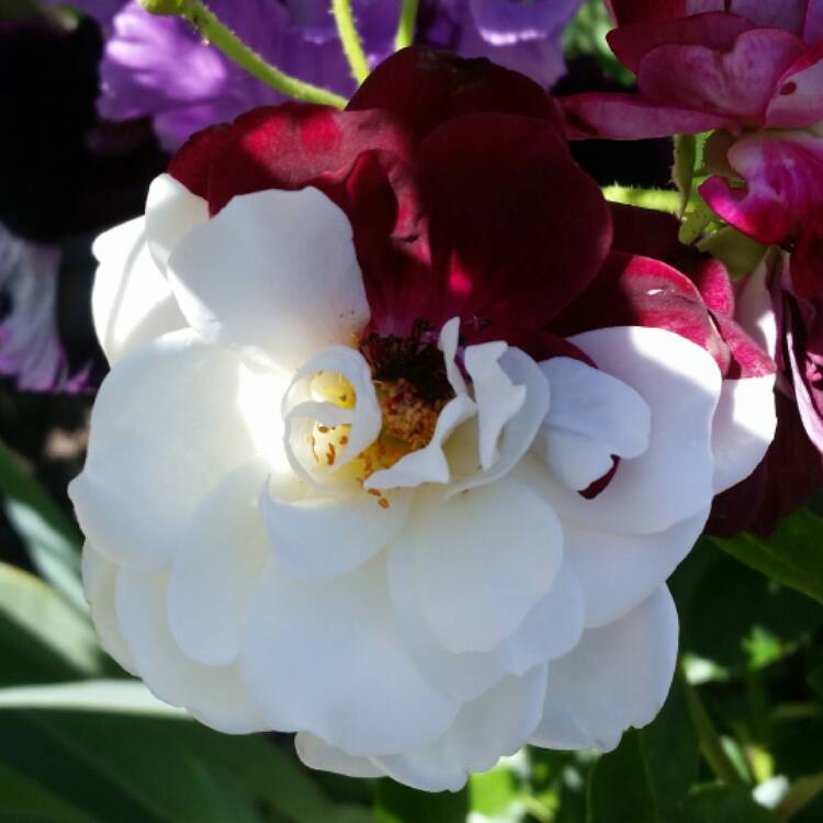 Plant image Rosa 'Prose' syn. Rosa 'Burgundy Iceberg', Rosa 'Burgundy Ice'