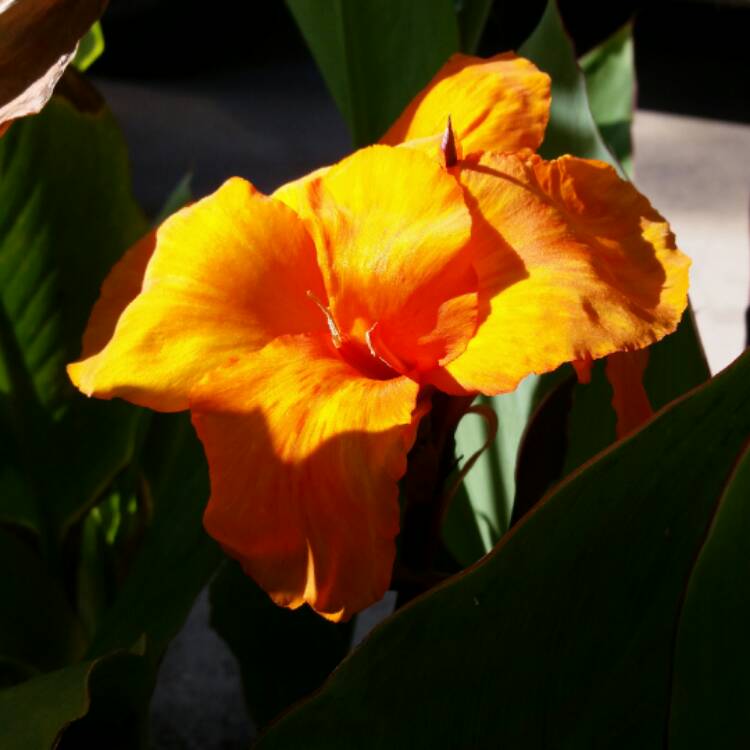 Plant image Canna 'Wyoming'