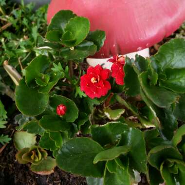 Kalanchoe blossfeldiana 'Double Flower Variety'