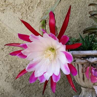 Epiphyllum hy. clown