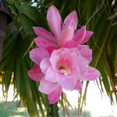 Disocactus phyllanthoides german empress