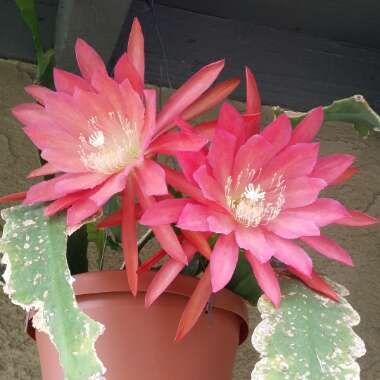 Epiphyllum