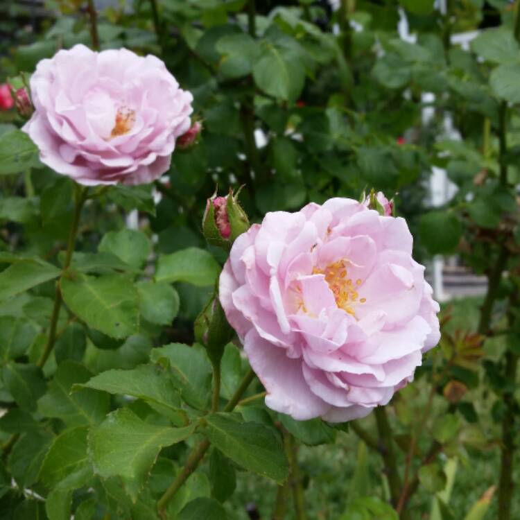 Plant image Rosa 'Fragrant Lavender Simplicity'