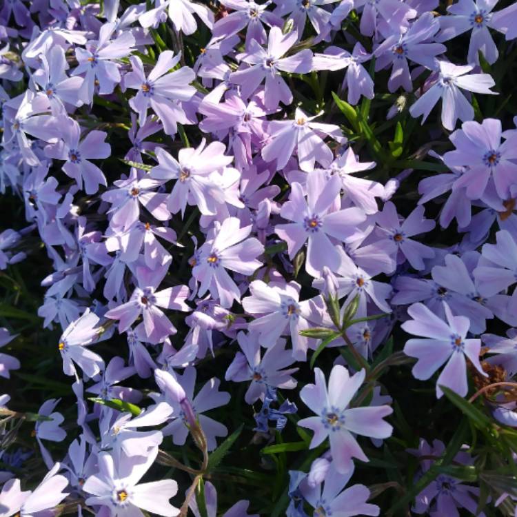 Plant image Phlox 'Violet Pinwheels'