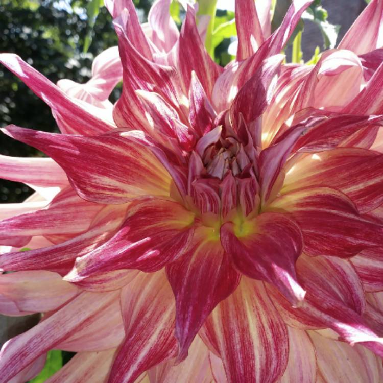 Plant image Dahlia 'Cha-Cha'