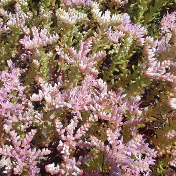 Plant image Sedum Pallidum