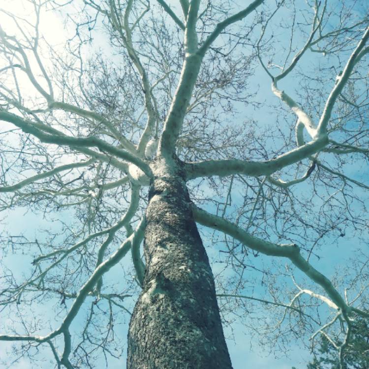 Plant image Platanus Occidentalis