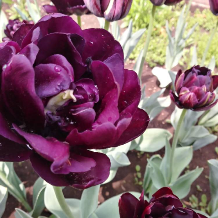 Plant image Tulipa 'Black Hero'