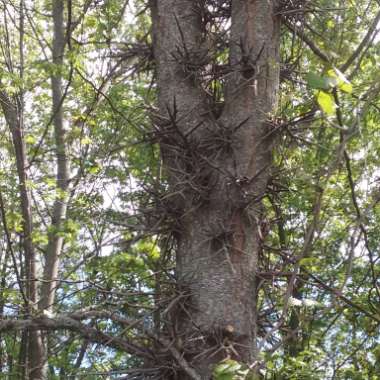 Gleditsia triacanthos