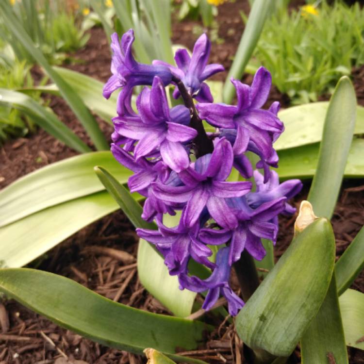 Plant image Hyacinthus orientalis 'Amethyst'