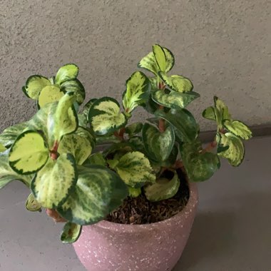 Baby Rubber Plant 'Golden Gate'