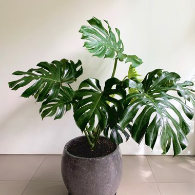 Adanson's Monstera