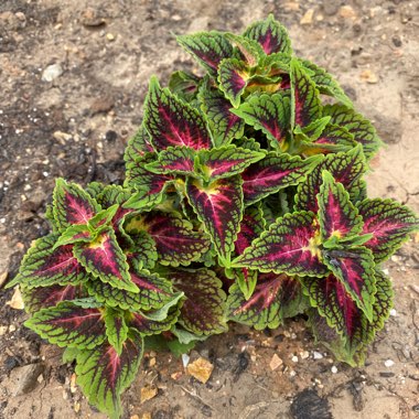 Coleus