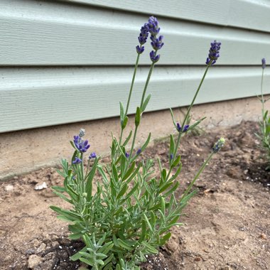 Lavender (Species) English Lavender