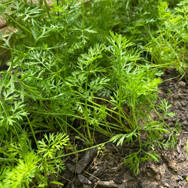 Carrot 'Rainbow'