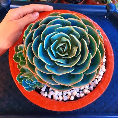 Echeveria 'Imbricata'