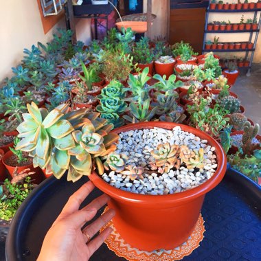 Echeveria 'Minima x Graptopetalum Paraguayense'