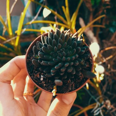 Sinocrassula 'Indicum Crested Form'