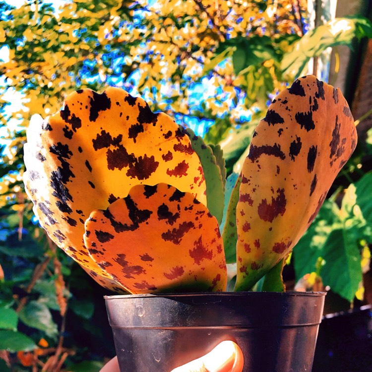 Plant image Kalanchoe 'Marmorata'