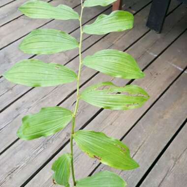 Polygonatum multiflorum