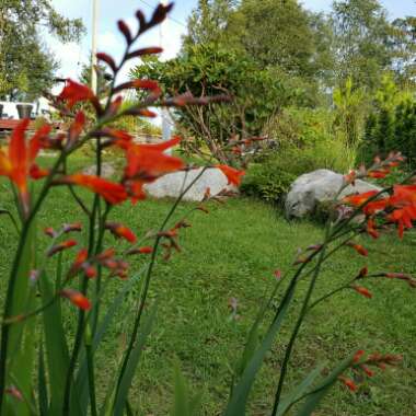 Crocosmia 'Lucifer'