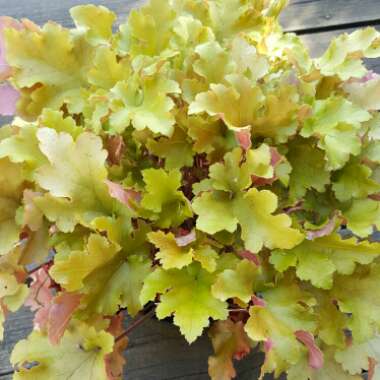 Heuchera 'Caramel'