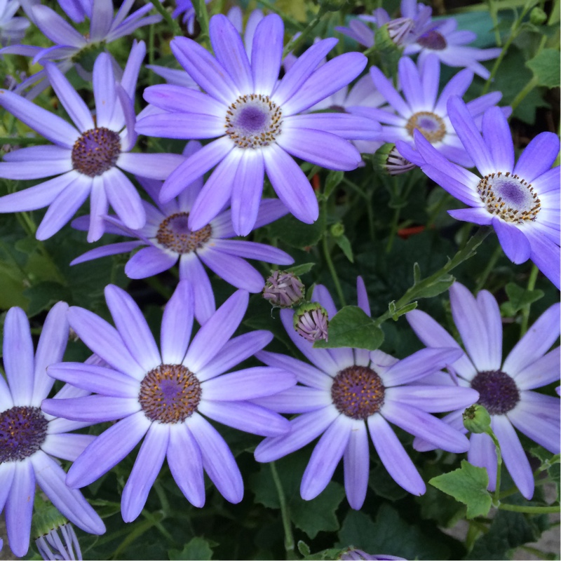 Pericallis x hybrida 'Senetti® Blue Bicolor', Pericallis Blue Bicolor ...