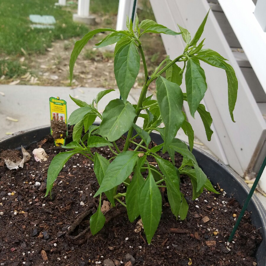 Chilli Pepper 'Cayenne'