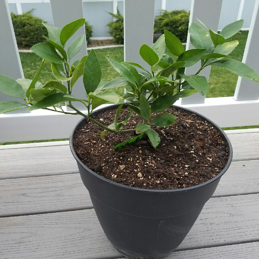 Key lime Tree