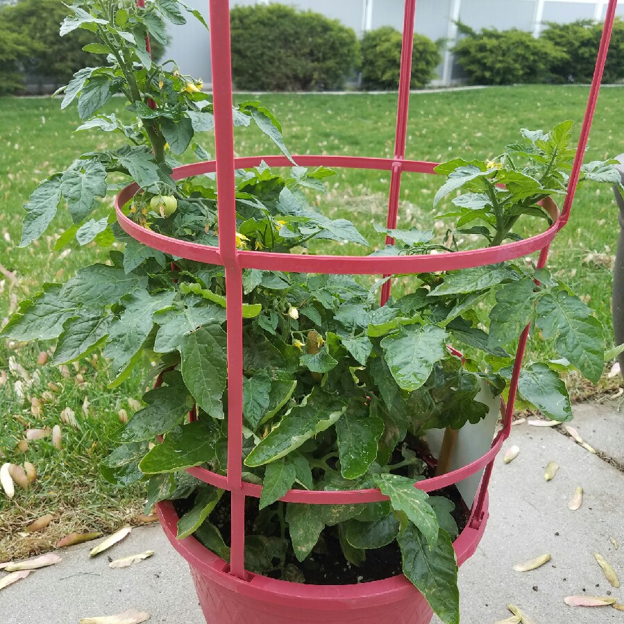 Tomato 'Red Cherry' (Cherry Tomato)