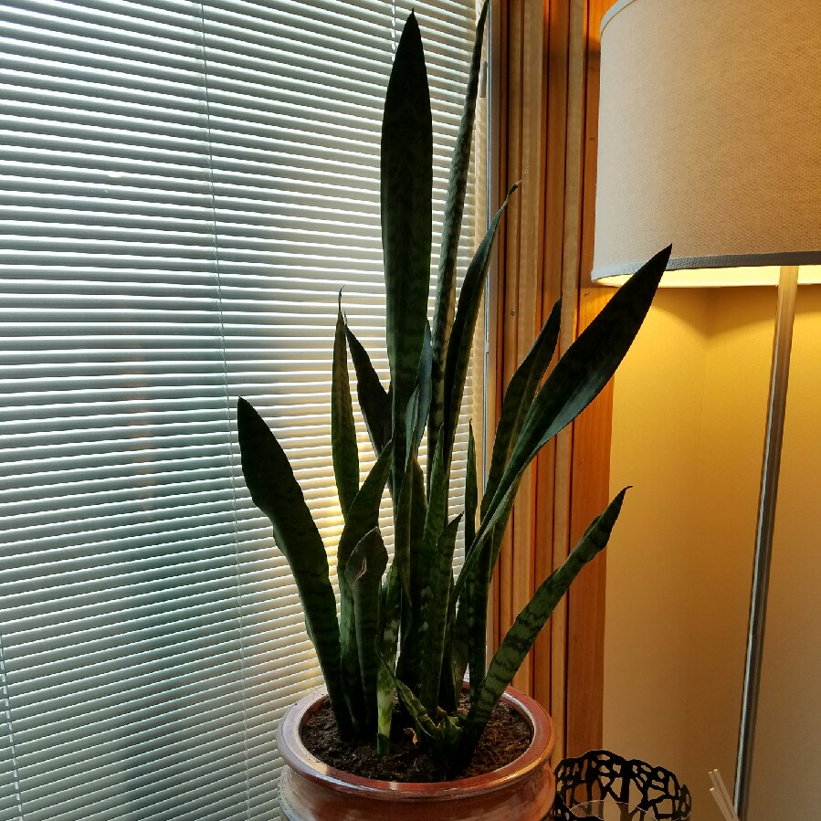 Snake Plant