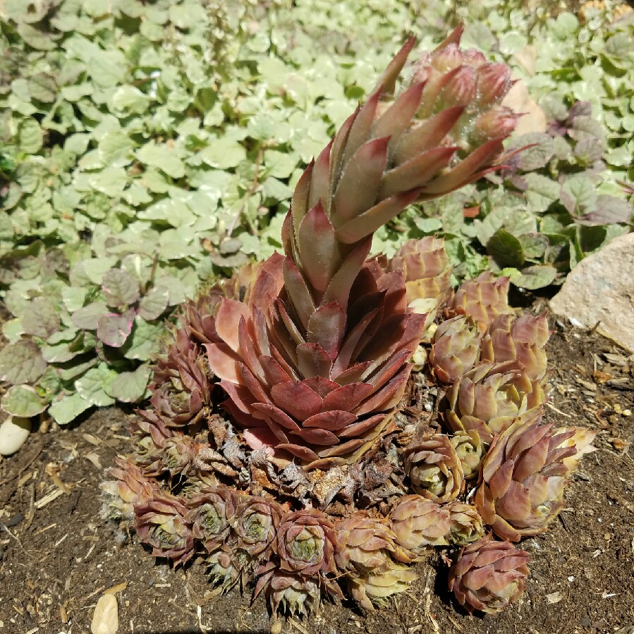 Succulent