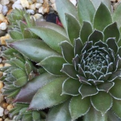 Plant image Sempervivum Commander Hay