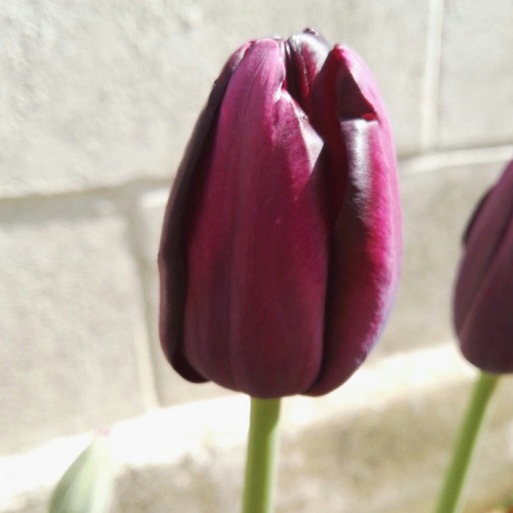 Tulip 'Queen Of Night' (Single Late)