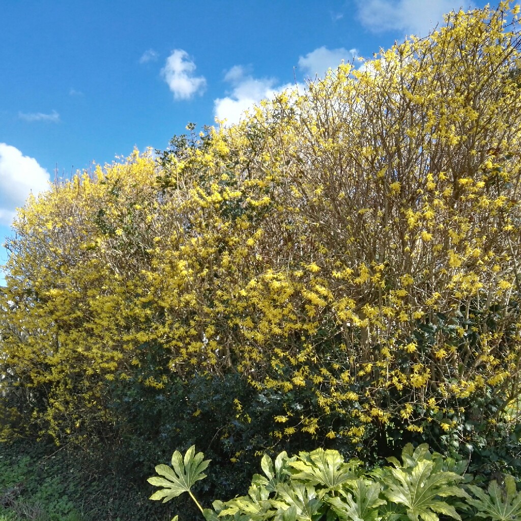 Forsythia 'Spectabilis'