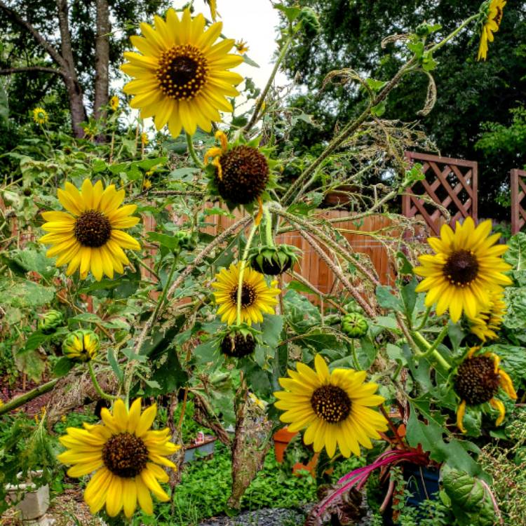 Plant image Helianthus annuus 'Black Oil'