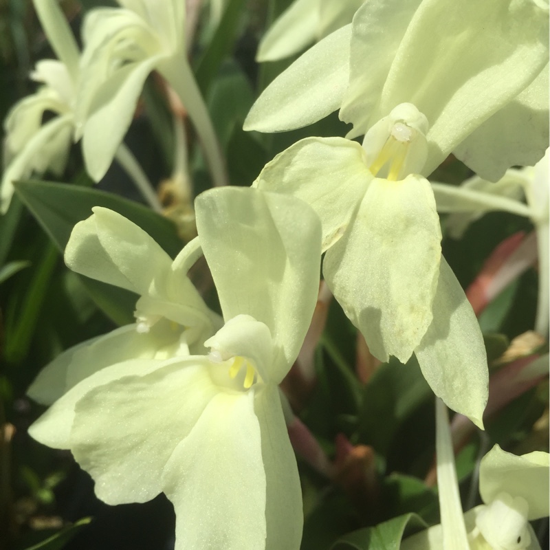 Plant image Roscoea auriculata